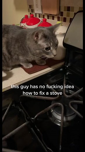 Curious Cat Explores Kitchen Stove Mystery