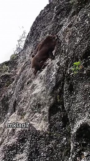 wild animal sounds #elk #elkbugle #loon #bird #animals #nature #naturesounds #natgeo #outdoors #travel Elk bugling #elk #bugle #rut # animals #nature #soundsofnature #deer #foryou #travel #wildlifephotography #animals #animalsoftiktok@animals_channel @animals_channel @animals_channel