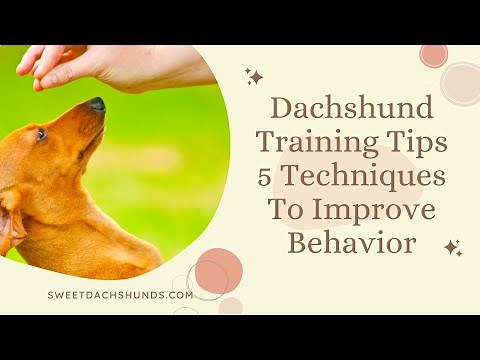Dachshund Training Tips 5 Techniques To Improve Behavior