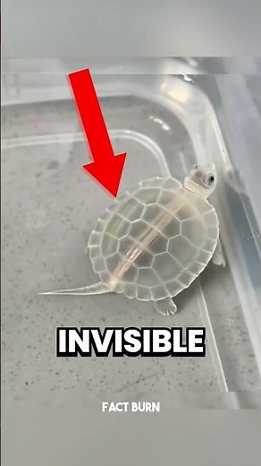Top 4 INVISIBLE Animals That Look Fake But Are Actually Real 😱 #invisibleanimals #animalfacts
