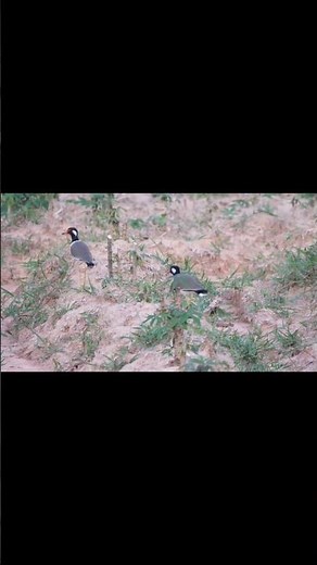 นกกระแตแต่แว๊ด รปภ. ปากร้านแห่งท้องทุ่ง 3/7 (#shorts) #นกกระแตแต้แว๊ด #wildbirds #wildlife