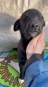 Nova 🥰 Dob 11.09.2024. IF you are interested in ADOPTING Nova,please MESSAGE our page for informations on our adoption procedure and YOUR EMAIL for an ADOPTION FORM. -smallish size -mixed breed -Shoulder height:30 cm -Weight: 4 kg -Neutered: no -Gender:female -Location of dog: outside kennel,Romania -Child friendly: yes -Cat friendly: yes -Dog friendly: yes -friendly with strangers -playful -can be rehomed to families with children from 12 plus -affectionate -confident Will travel sterilized,Bl