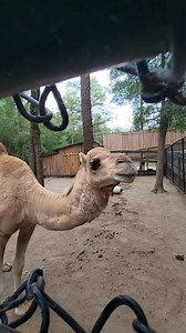 Boop the Snoot ❤️🐪 Come to Bee City Zoo, give Gus a carrot, and boop the snoot! | Bee City