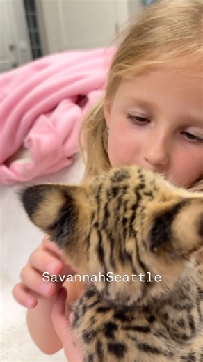 F1 Kijani & Cassia 💕 socializing to the max ! . . #f1Savannah #savannahkitten | Savannah Seattle