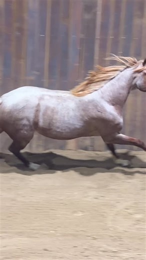 She baaaaaaaaddddddddd........ but in the good way What’s not to love here??? Altheletic... red roan... filly... by Hottish...dam won over a $114,000!! Ohhhhhh & she’s 6 panel negative! Show her..... then breed her! Western Bloodstock NCHA Futurity Sale Stylish Lainey - 5079 By Hottish x Lois Lain Owned by Kent & Susan Jarnagin FMI -> https://www.chappellhorsesales.com/ncha-futurity-sale #ncha #cuttinghorse #cowhorse #nrcha #chappellhorsesales #chappellranch #horse @westernbloodstock @nchacuttin