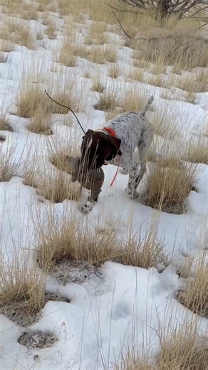 Chukar hunting with dogs! #chukar #hunting #hunt #gundog #huntingdog #uplandhunting #birdhunting