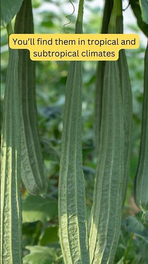Discover the surprising facts about the Luffa plant – from its uses to its unique growth process! 🌱