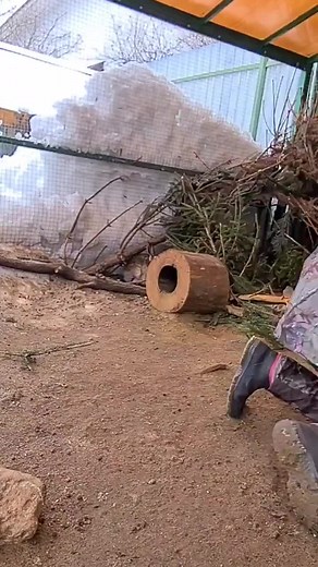 Gentle Interactions with a Calm White Rabbit