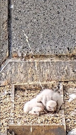 Falcon Baby's Fountain Poop⛲️