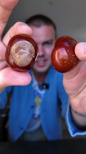 Bring Back Conkers: how to prep conkers for the game