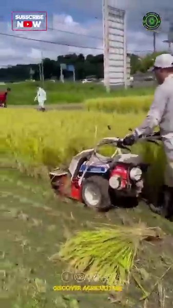 Amazing Paddy / Rice Harvesting Reaper Binder Machine