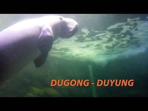 Ikan Dugong - Ikan Duyung