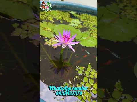 13 variety water plant ☘️ combo😯🌀 offer guys #fishpond #gardenplants #shortfeed #offers #waterplants