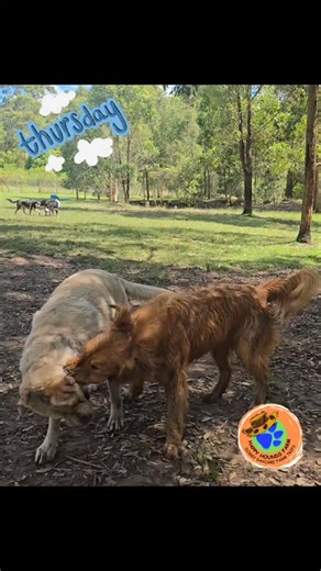 Happy Hounds Farm- Doggy Daycare Farm Trips on Reels