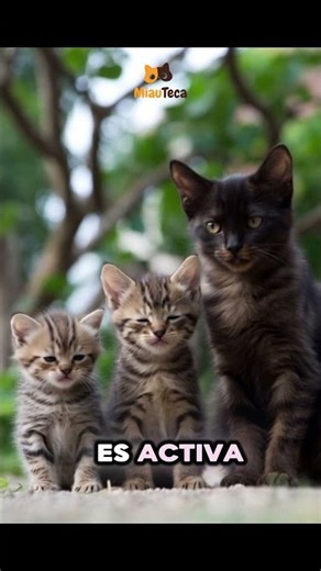 Etapas del crecimiento del gatito #catlovers #cat #gateiraporamor #gatos #curiosidades #pets