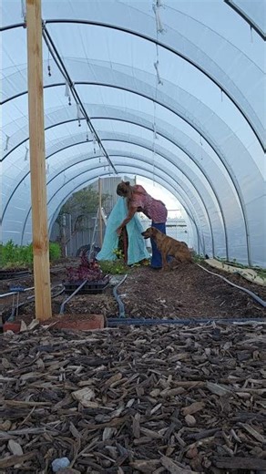 Covering tomatoes to protect against light frost