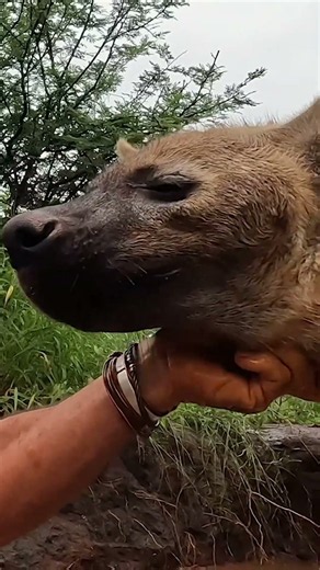 The Side of Hyenas Most People Never See