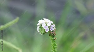 Heliotropium indicum with a natural background. Also called Sangketan, buntut tikus, Indian heliotrope, Indian Turnsole, Heliophytum indicum, Heliotropium parviflorum.