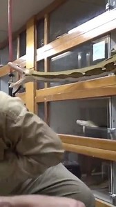 2.7M views · 1.7K reactions | This Mother Retic is really giving @jayprehistoricpets a run for his money! He is working hard to get that one last egg, will he get it or give up?! Is it worth it?? Or is Jay jussst crazy enough to get it? | The Reptile Zoo | Facebook