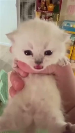 Memes to cure nose blockage... #shorts #memes #funny #fyp