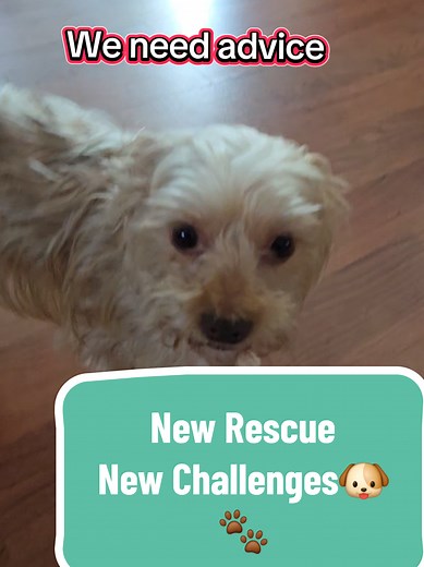Boo is learning every day! What helped your rescue adjust? 🐶🐾♥️ #rescuedog #reactivedog #aggressivedog #dogrehabilitation #dogtrainingtips #dogsoftiktok #adoptdontshop #dogbehavior #helpadog #rescuelife