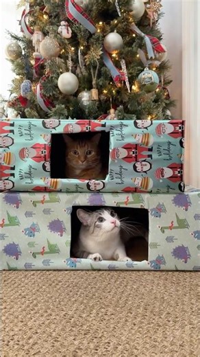 The gift issue with cats have been solved 🎁