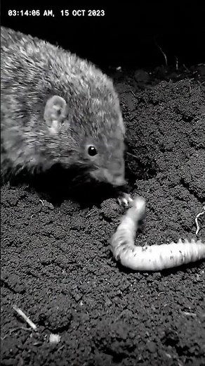 Moles vs Earthworms in an EPIC Battle?