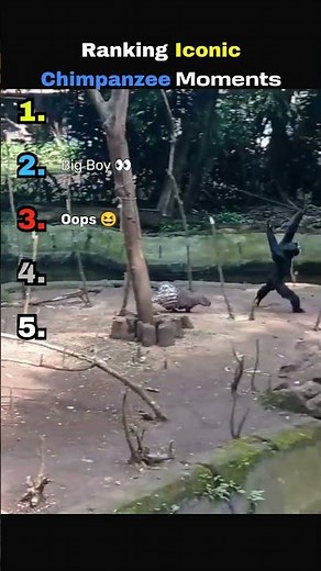 DARE TO WATCH 😱 Chimps be going crazy here... #chimpanzee #monkey #funny #viral