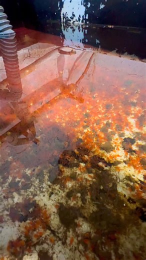 Zov.Fish on Instagram