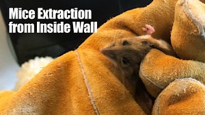 11K views · 104 reactions | Did you know it’s common for mice to fall...