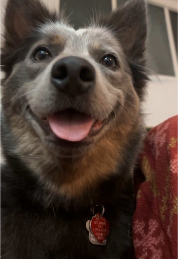 Understanding the Blue Heeler: A Playful Companion