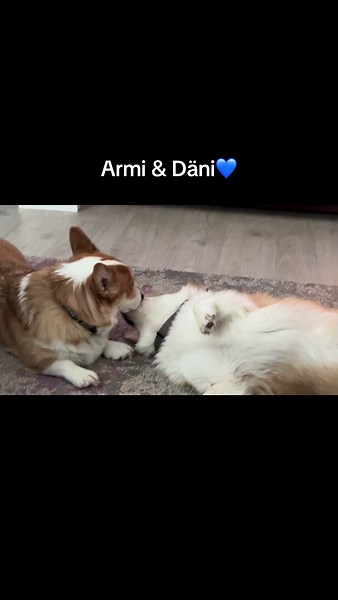 Armi & Däni💙 #armijadäni #CorgiLife #SuomiCorgi #KoiratTikTokissa