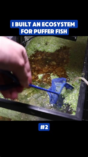 Creating a Thriving Aquarium Ecosystem with Catfish