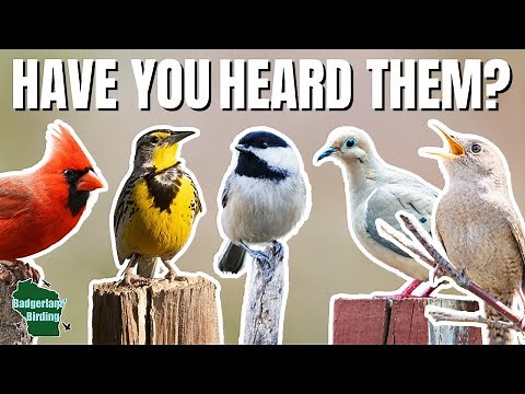 25 Bird Songs and Calls that Everyone Should Know (United States)