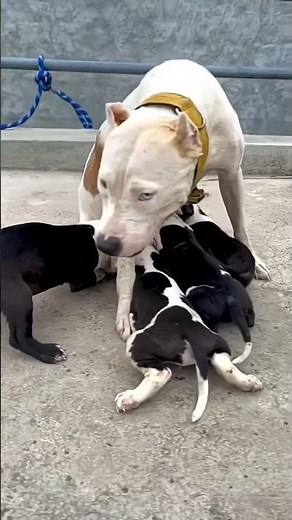 cute puppies #cute #shorts #trending #trend #shortvideo #shortsvideo #viralvideo #india #pakistan