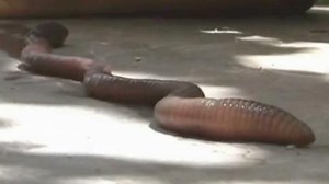 Megalanger Riesen-Regenwurm in China entdeckt
