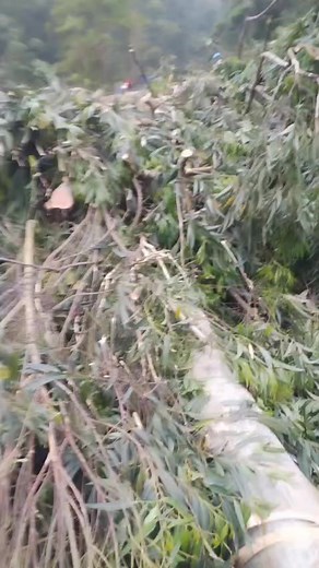 Had to take the weight off the sandbanks 0614704544 free quotes many reviews.. | TS Tree Felling we Like the Big One's