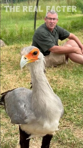 Facts about secretary Bird