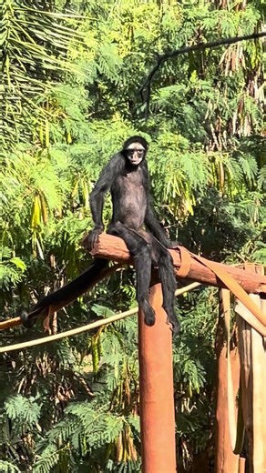 Look at the spider monkey's strategy for staying seated at such heights and not falling.