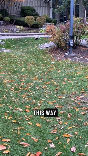 34K views · 1.2K reactions | This Skunk is sick | Mike the shihtzu | Facebook