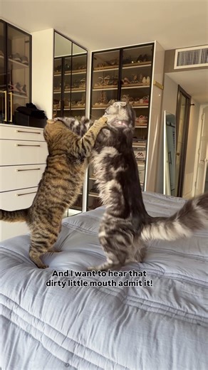 A little afternoon cat fight 🤘🏾#fyp #mainecoon #catsoftiktok