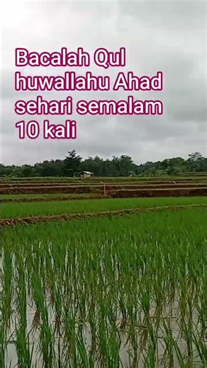 Read Qul huwalahu on Sunday, every day, 10 times.