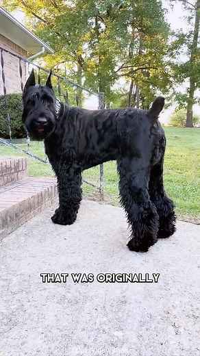 Giant Schnauzer 🐶 Ome Of The Biggest Dog Breeds In The World #giantschnauzer #giantschnauzers #giantschnauzersofinstagram #giantschnauzerpuppy #giantschnauzerlove #giantschnauzerofinstagram #giantschnauzerpuppies #schnauzer #schnauzers #schnauzersofinstagram | 1 Minute Animals