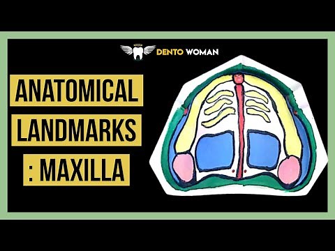 Anatomical landmarks : Maxilla