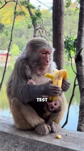 Crazy But True: Incredible Monkey Facts 🐒🤯 #MonkeyLife #AnimalWow #nature