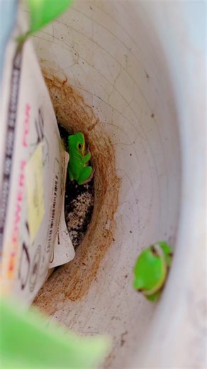 Species comparison! Green treefrog vs squirrel treefrog #educational #frogs #treefrogs #nativespecies #native #knowledge #fyp #trending #reptiles #amphibians #species #comparison #wildlife #knowledge