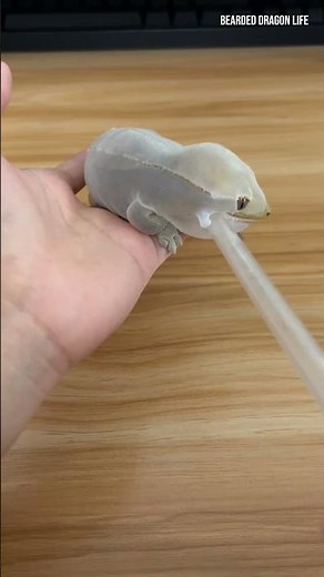 How I Help My Gecko Loosen Its Old Skin for an Easier Shed #shedding #reptiles #lizard #gecko