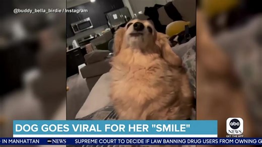 4.5K views · 118 reactions | DOG GOES VIRAL FOR HER "SMILE": ABC's Danny New TV spoke to the 14-year-old dog's owner, learning more about her signature smirk that is capturing hearts online. | World News Now | Facebook