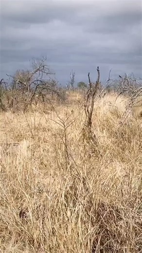 Discover Uganda — The Pearl of Africa ✨ From mist-covered mountains to shimmering lakes and the world’s most diverse wildlife, Uganda is Africa’s hidden paradise waiting to be explored. 🇺🇬💚 🏞️ Top Attractions You Can’t Miss: • 🦍 Gorilla Trekking in Bwindi Impenetrable Forest • 🐘 Big 5 Safaris in Queen Elizabeth & Murchison Falls National Parks • 🌊 The Mighty Nile at its breathtaking source in Jinja • 🏔️ Rwenzori Mountains — the “Mountains of the Moon” • 🛶 Lake Bunyonyi — Africa’s Switze