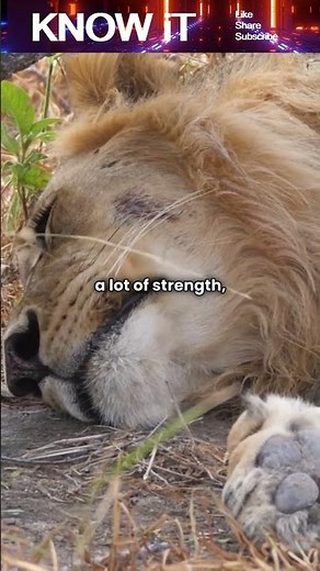 Why do male Lions Sleep up to 20 hours a Day?